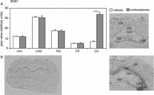 Figure 2 (A) SGK1 mRNA expression in several brain areas after a vehicle or corticosterone injection. Expression in the hippocampal subfields (CA1, CA3 and DG), or in the CX, was not affected by corticosterone (CA1: P = 0.75; CA3: P = 0.84; DG: P = 0.78; CX: P = 0.99). In the CC, SGK1 mRNA expression was significantly (P < 0.001, indicated by an asterisk) increased 1 h following a single injection with a high dose of corticosterone. (B) Autoradiogram of a complete coronal brain section from a vehicle-injected animal (left) shows the overall expression pattern of SGK1 mRNA in the rat brain. On the right, hybridization signals of the hippocampus and adjacent CC are shown separately for a vehicle- and a corticosterone-injected animal. Hybridization with the mismatch probe did not yield any specific signal (data not shown). N = 8 per group.