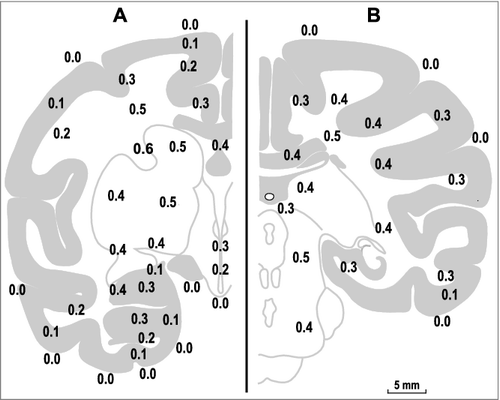 Figure 4. Temperature differences between the arterial blood and various brain and subarachnoid sites in the monkey. The data are shown on two representative coronal sections, A (frontal coordinate of 14.3 mm) and B (frontal coordinate of 0.3 mm), adapted from Olszewski, 1952 [Citation38]. Note that, for the deep structures, the brain-blood temperature differences are in the range of 0.2-0.6°C. It is possible that non-circulatory dissipation to the environment is more significant in cortical structures and decreases the brain-blood temperature difference. The map of the brain-blood temperature differences is replotted from data reported in ref. [Citation23].