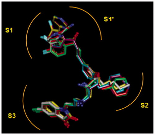Figure 10. Superimposition of the best analogues exploring the S2 pocket of FP-2 active site; 125–1-1-H-lki-128 (green, IC50pre = 13 nM), 125–1-1-H-lki-129 (red, IC50pre = 15 nM), 125–1-1-H-lki-134 (orange, IC50pre = 18 nM), 127–1-1-H-lki-128 (purple, IC50pre = 13 nM), 127–1-1-H-lki-129 (blue, IC50pre = 15 nM), 127–1-1-H-lki-134 (white, IC50pre = 15 nM).