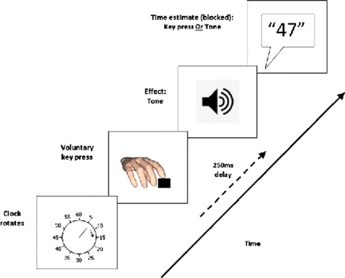 Figure 1.  Trial structure in the agency condition (following Haggard et al., 2002). Participants pressed the key at a time of their choosing, which produced a tone after a delay of 250 ms. Participants judged where the clock hand was when they pressed the key or when they heard the tone, in separate blocks of trials.