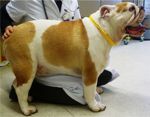 Figure 9 Obese Bulldog diagnosed with brachycephalic obstructive airway syndrome.