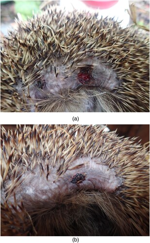 Figure 1. (a,b) Wound infection due to toxigenic C. ulcerans in a hedgehog, healing progress under antibiotic treatment.