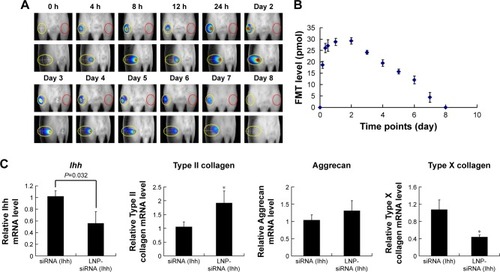 Figure 5 LNP-siRNA lasts for 7 days at least in the rat knee joint.Notes: Fluorescent signals were monitored dynamically by FMT. There was no signal in the left knee (red ovals). In contrast, fluorescent signals lasted for 7 days and reached climax at day 2 in the right knee (yellow ovals) (A). Quantitative data indicated that fluorescence signals could be detected after 4 hours and reached climax on day 2, then decreased gradually (B). Seven days after LNP-Ihh siRNA in vivo treatment, cartilage Ihh mRNA decreased by 44.1% and type II collagen mRNA level significantly increased, while type X collagen mRNA level decreased. Values are mean ± standard error of the mean. *P<0.01 versus siRNA (Ihh) treatment group (C).Abbreviations: FMT, fluorescence molecular tomography; Ihh, Indian Hedgehog; LNP, lipid nanoparticle; siRNA, small interference RNA.