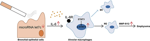 Figure 8 Schematic representation of the potential role of let-7c in COPD emphysema. Let-7c is negatively regulated in CHBE, promoting more releasable IL-6 to bind to IL-6R on the surface of alveolar macrophages, which induces phosphorylation of STAT3 in alveolar macrophages and polarization of M2 macrophages. M2 macrophages release more MMPs, leading to COPD emphysema.