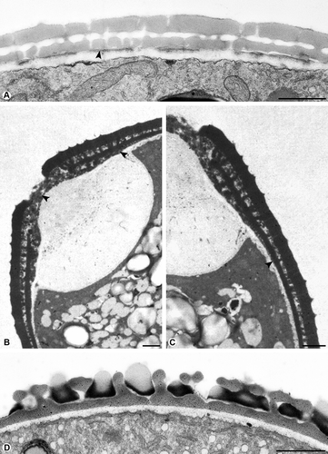 Figure 2. Cross-section of pollen walls. A. Plantago maritime, the compact endexine (arrowhead) forms a discontinuous layer, the endexine stains electron-dense with modified Thiéry-test. B. Corylus avellana, the spongy endexine is present in the aperture only (arrowhead), the endexine is electron-dense with KMnO4. C. Corylus avellana, the pollen wall at the transition zone of the aperture and interapertural area, a thick endexine in the aperture, very thin at the transition zone (arrowhead), the endexine is absent in the interapertural area, stained with KMnO4. D. Pseudolysimachion spicatum, the endexine is absent, stained with TCH+SP (lipid test). Scale bars – 1 μm.