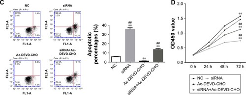 Figure 5 Resistant assay with a caspase 3-like proteases inhibitor suggested HOXC10 affected cell proliferation and apoptosis through regulating caspase 3.