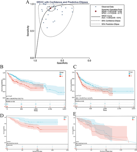 Figure 4 Diagnostic and survival significance of RAD21 in HCC. The sROC curves. (A) The value of RAD21 in distinguishing HCC and non-tumor livers; an indication of OS (B) and PFS (C) based on RAD21 mRNA levels in HCC based on RNA-seq data; an indication of OS (D) and PFS (E) based on RAD21 protein levels in HCC using proteomics data.
