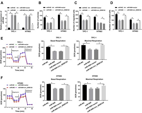 Figure 5 Effects of miR-940 on the progression of TC cells.Notes: TPC-1 and HTH83 cells were co-transfected with miR-940 mimic and circ_0058124 overexpression plasmid. (A) Q-PCR was used to detect the expression of miR-940 to evaluate the transfection efficiency of miR-940 mimic and circ_0058124 overexpression plasmid. (B) The number of colonies in TPC-1 and HTH83 cells was measured by colony formation assay. (C and D) Transwell assay was used to determine the number of migrated and invaded TPC-1 and HTH83 cells. (E and F) Seahorse XF Extracellular Flux Analyzer was used to assess the OCR of basal respiration and maximum respiration in TPC-1 and HTH83 cells. *P < 0.05.