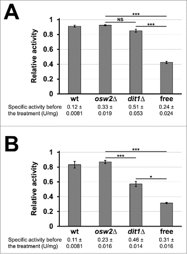 Figure 5. Assessment of sensitivities of the encapsulated creatinase toward environmental stresses. 4 mg of indicated purified freeze-dried spores containing creatinase–HA were treated with proteinase K for 12 h (A) or 5% SDS for 10 min (B) at 30°C, and then creatinase activities were assayed. For each sample, the activities obtained before the treatments were determined as 1.0 and relative activities are shown. Culture media containing the soluble creatinse–HA was used as a control (free). Specific activities before the treatments were indicated under the sample names. Data presented are the mean ± SE of 3 independent samples. Results of the t-test among osw2Δ, dit1Δ spores and the free enzyme were shown. *P < 0.05; ***P < 0.001; NS, not significant.