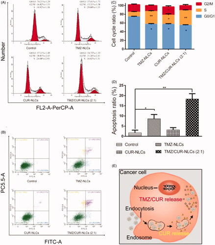 Figure 4. (A) Qualitative cell cycle progress and (C) quantitative cell cycle analysis of C6 cell lines treated with different samples. (B, D) Qualitative and quantitative apoptotic progression of C6 cell lines treated with control (TMZ/CUR), TMZ-NLCs, CUR-NLCs and TMZ/CUR-NLCs (2:1). (E) Illustration shows the proposed mechanism behind the synergistic anticancer effect of TMZ/CUR-NLCs (2:1) against glioma cells. The statistical significance is expressed as **p < .01, *p < .05.