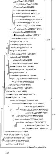 Figure 1. Phylogenetic relationship of pigeon AIV, Egypt 2011 to other AIV H5N1 sequences available in GenBank. The tree was constructed on the basis of the 1594-nucleotide sequence of the HA gene using the neighbour-joining method and the Kimura two-parameter model in MEGA5 (www.megasoftware.net). Bootstrap values of 1000 resamplings as a percentage (>70%) are indicated at key nodes. The virus isolated in this study is marked with a solid square.