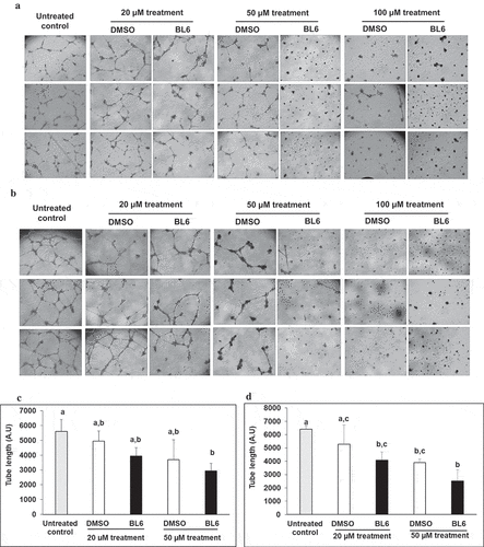 Figure 1. Block to angiogenesis measured by tube formation in HUVECs. 20,000 (a) and 30,000 (b) cells were treated with 20 µM, 50 µM and 100 µM of BL6 and their respective tube length measured (c, d). Cells were cultured for 24 hours on Matrigel at 37°C and tube formation was determined following 24 hours. The effect of each dose of BL6 was compared to its own DMSO control. The experiment was repeated a minimum of three times.