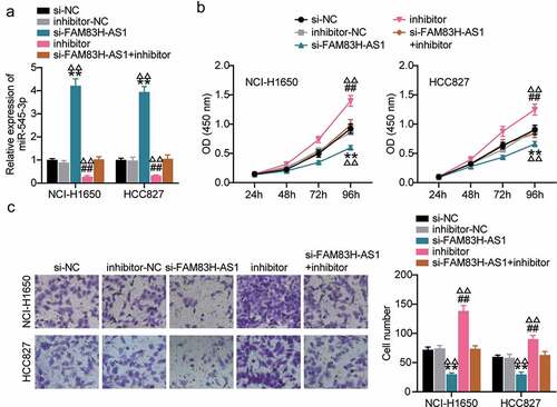 Figure 4. MiR-545-3p inhibitor reverses the suppression of FAM83H-AS1 knockdown on lung cancer cell progression. (a) The effect of FAM83H-AS1 knockdown on the miR-545-3p expression level. (b) CCK8 assay determined the effect of inhibiting the miR-545-3p and FAM83H-AS1 knockdown on the NSCLC cell proliferation. (c) The effect of inhibiting the miR-545-3p and FAM83H-AS1 knockdown on the NSCLC cell invasion. Data are represented as mean ± SD. *P < 0.05, **P < 0.001, vs.Si-NC; #P < 0.05, ##P < 0.001, vs. inhibitor-NC; ΔP<0.05, ΔΔP<0.001, vs.si-FAM83S-AS1+ inhibitor.