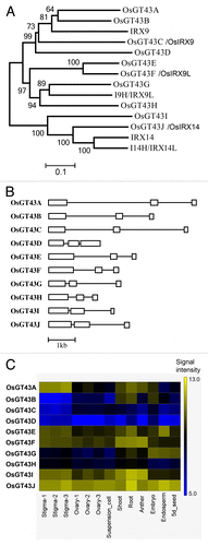 Figure 5. Phylogenetic analysis of rice and Arabidopsis family GT43 proteins (A), exon-intron organization (B) and expression patterns (C) of OsGT43 genes. (A) The GT43 amino acid sequences were aligned using ClustalW and their phylogenetic relationship was analyzed using the neighbor-joining method in MEGA5.2 (Tamura et al., 2011). Bootstrap values resulted from 1,000 replicates are shown at the nodes. (B) Open boxes and lines denote exons and introns, respectively. The bar scale shows the number of nucleotides. (C) The expression of OsGT43 genes in various tissues shown as the heat map was from Li et al.Citation50 Shoot and root tissues are from 2-week-old shoots and roots of rice (Oryza sativa Japonica Nipponbare).