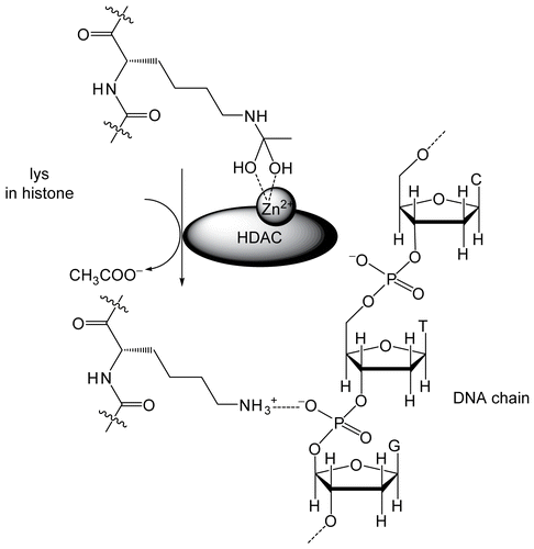 Figure 1.  Histone deacetylase (HDAC) function of modification of histones.