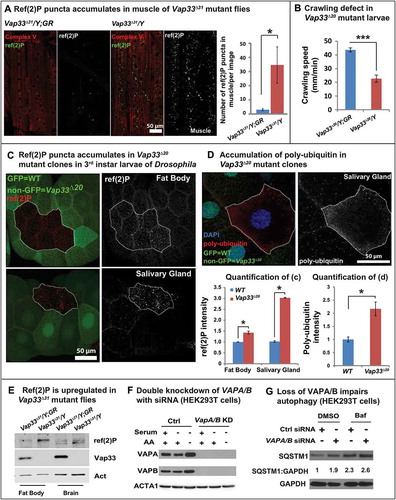Figure 1. Loss of VAP proteins impairs autophagy. (a) Immunofluorescence staining and quantification of ref(2)P (green) in muscle tissue of the Vap33∆31 mutant. Images showing the muscle 6 and 7 of the abdominal segments 3. GR, 20-kb genomic rescue construct that contains the Vap33 locus and serves as a WT control [Citation5] (b) Crawling assay showing the distance that individual larvae traveled within 1 min (n > 10). (c) Immunofluorescence staining and quantification of ref(2)P (red) in Vap33∆20 mutant clones (GFP negative) of Drosophila fat body and salivary gland. (d) Immunofluorescence staining and quantification of poly-ubiquitin (red) in Vap33∆20 mutant clones (GFP negative) of Drosophila salivary glands. (e) Western Blots (WBs) with ref(2)P antibody in flies. (f) Western blots of HEK293T cells transfected with control or VAPA/B siRNA for 4 days and starved with DMEM or HBSS for 4 h prior to blotting (g) Western blots with SQSTM1 antibody 4 days after VAPA/B siRNA transfection. HEK293T cells are treated with DMSO or bafilomycin A1 (0.1 mg/ml) for 4 h. Note the accumulation of SQSTM1. The quantification of SQSTM1 normalized to GAPDH is shown below each blot.