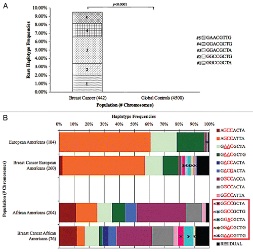 Figure 3 (A) BRCA1 rare haplotype freqeuncies among breast cancer patients. Breast cancer patients were evaluated for haplotypes found to be rare among global control populations but common in breast cancer patients. The five rare haplotype frequencies are displayed along the Y-axis. (B) BRCA1 haplotype freqeuncies among breast cancer by ethnicity. European and African American breast cancer patients were evaluated for haplotype frequencies. Non-cancerous European Americans and African Americans were added as controls. Nine common haplotypes are shown. Five additional rare haplotypes found in breast cancer patients are shown. The remaining haplotype frequencies with non-zero estimates are combined into the residual class. The three 3′UTR polymorphisms are displayed in red font and the derived alleles within the 3′UTR are underlined. Asterisks represent the 5 rare haplotypes in the chart. Additionally, they are boxed in red on the key to the right of the figure.