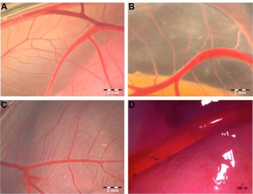 Figure 3 Visualization of CAM vascularization in 11-day-old chicken embryo.Notes: Experimental solutions were administered in ovo by injection of 0.3 mL PBS containing hydrocolloids of ND or GR (5,000 μg/mL) into the air sack. (A) Control CAM and CAM after the administration of (B) ND or (C) GR. Agglomerates of ND located around vessels (D).Abbreviations: CAM, chorioallantoic membrane; PBS, phosphate buffered saline; ND, diamond nanoparticles; GR, graphite nanoparticles.