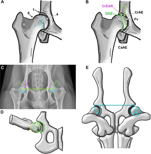 Figure 3 Representations of anatomical landmarks and evaluation mechanisms to assess canine hip dysplasia.
