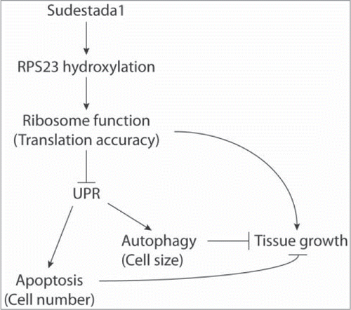 Figure 1. Speculative model of the role of Sudestada1 (Sud 1) in cell physiology and organ growth. Sud1 mediates the hydroxylation of RPS23, thereby affecting ribosomal function (translation fidelity). Sud1 inhibition might provoke defects in stop-codon recognition that in turn leads to protein misfolding, accumulation of protein aggregates and consequent UPR activation. UPR in turn induces autophagy and apoptosis, thereby affecting cell and tissue growth.