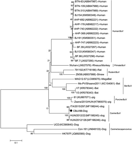 Figure 1. Phylogenetic tree was constructed based on the complete nonstructural protein 1 (NS1) nucleotide sequences using the neighbor-joining method, with bootstrapping over 1,000 replicates, sequences aligning by Clustal W version 2 and phylogenetic analysing by MEAG version 5. Each representative strains were shown in the format: strain name (GenBank number)-species. The strain identified in this study was marked with black dot.