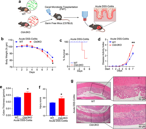 Figure 8. Fecal microbiota transplantation (FMT) from Cldn3KO mice to germ-free C57BL/6 mice induces susceptibility to DSS colitis.