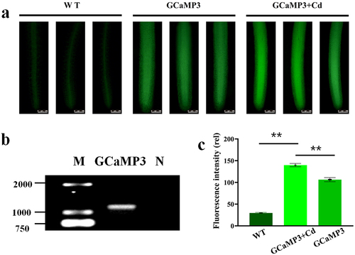 Figure 2. (a). The localization of Ca2+ in the roots of WT-duckweed, GCaMP3-duckweed, and GCaMP3-duckweed was treated with 50 μM CdCl2 for 15 h. Scale bar = 100 μm. (b). PCR results of plasmid validation of GCaMP3 in transgenic GCaMP3-duckweed, M: maker, N: negative control. (c). The different Ca2+ fluorescence intensity was analyzed by image J at 300 μm from the rhizoid tip.