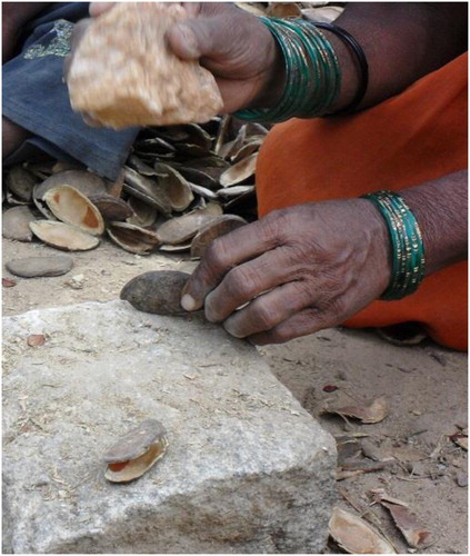Figure 1. After collection, seeds were not ready for the market. Each seed also needed to be individually de-shelled, which was done by hitting the seed with a stone or stick. According to our respondents, this approximately doubled the amount of time required to get the seeds ready for market.