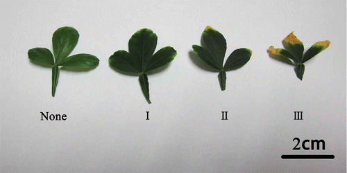 Figure 1 Classification of leaf chlorosis (“None” indicates the normal leaf without chlorosis; “I” indicates the first level of leaf chlorosis: the leaf tip was slightly chlorotic; “II” indicates the second level of leaf chlorosis: the leaf tip was completely chlorotic; “III” indicates the third level of leaf chlorosis: the chlorosis along the margins has expanded and the leaves were necrotic).