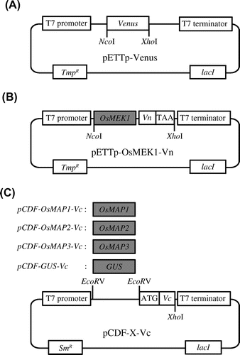 Fig. 2. Vectors used in the establishment of the screening system utilizing E. coli Rosetta-gami B.Note: (A) Venus expression vector. pETTp-Venus contains the Venus gene placed between the T7 promoter and the T7 terminator. (B) OsMEK1-Vn expression vector. pETTp-OsMEK1-Vn contains OsMEK1 fused to the N-terminal fragment of the Venus gene (Vn) placed between the T7 promoter and the T7 terminator. (C) OsMAPs-Vc and GUS-Vc expression vectors. pCDF-X-Vc contains OsMAP1, OsMAP2, or OsMAP3 fused to the C-terminal fragment of Venus (Vc) placed between the T7 promoter and the T7 terminator. pCDF-GUS-Vc encodes GUS fused to the C-terminal fragment of Venus (Vc) placed between the T7 promoter and the T7 terminator. TmpR, trimethoprim resistance gene; SmR, streptomycin/spectinomycin resistance gene; GUS, β-glucuronidase.