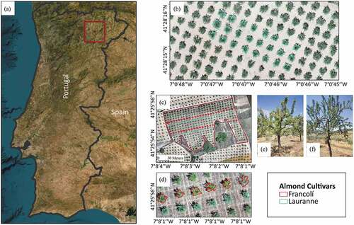 Figure 1. Overview of the studied almond orchards: (a) location of the study areas; (b) almond orchard with Lauranne cultivar, in Bornes; (c) almond orchard with Francolí and Lauranne cultivars, in São Salvador; (d) large-scale image with trees cultivar identification; and photographs of Francolí (e) and Lauranne (f) cultivars.