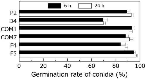 Fig. 6. Comparison of germination by the wild type and PoNBS1 mutants. The conidia from each strain were incubated at 25 °C for 6 or 24 h after inoculation. Each data point represents the mean ± SE (n ≥ 100).
