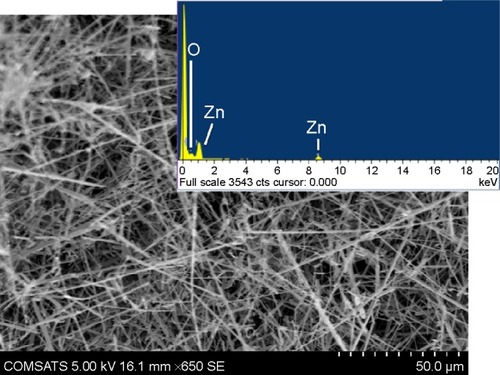 Figure 1 A representative SEM micrograph of the as-grown ZnO nanostructures. The inset shows the EDS spectra of the as-grown ZnO nanostructures, which were taken for each sample to determine the content.Abbreviations: EDS, energy disperse spectroscopy; SEM, scanning electron microscopy.