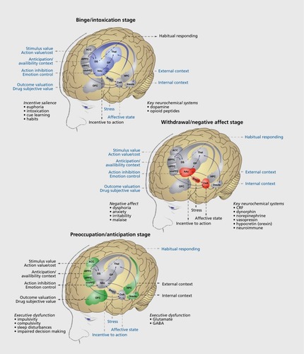 Figure 3 (Opposite) Neural circuitry associated with the three stages of the addiction cycle. (A) Binge/intoxication stage. Reinforcing effects of drugs may engage associative mechanisms and reward neurotransmitters in the nucleus accumbens shell and core and then engage stimulusresponse habits that depend on the dorsal striatum. Two major neurotransmitters that mediate the rewarding effects of drugs of abuse are dopamine and opioid peptides. (B) Withdrawal/negative affect stage. The negative emotional state of withdrawal may engage the activation of the extended amygdala. The extended amygdala is composed of several basal forebrain structures, including the bed nucleus of the stria terminalis, central nucleus of the amygdala, and possibly a transition area in the medial portion (or shell) of the nucleus accumbens. Major neurotransmitters in the extended amygdala that are hypothesized to play a role in negative reinforcement are corticotropinreleasing factor, norepinephrine, and dynorphin. The extended amygdala has major projections to the hypothalamus and brain stem. (C) Preoccupation/anticipation (craving) stage. This stage involves the processing of conditioned reinforcement in the basolateral amygdala and processing of contextual information in the hippocampus. Executive control depends on the prefrontal cortex and includes the representation of contingencies, the representation of outcomes, their value, and subjective states (ie, craving and, presumably, feelings) associated with drugs. The subjective effects, termed drug craving in humans, involves activation of the orbitofrontal and anterior cingulate cortex and temporal lobe, including the amygdala, in functional imaging studies. A major neurotransmitter that is involved in the craving stage is glutamate that is localized in pathways from frontal regions and the basolateral amygdala that project to the ventral striatum. ACC, anterior cingulate cortex; BNST, bed nucleus of the stria terminalis; CeA, central nucleus of the amygdala; CRF, corticotropin-releasing factor; dlPFC, dorsolateral prefrontal cortex; DS, dorsal striatum; GABA, γ-aminobutyric acid; GP, globus pallidus; HPC, hippocampus; NAc, nucleus accumbens; OFC, orbitofrontal cortex; Thai, thalamus; vIPFC, ventrolateral prefrontal cortex; vmPFC, ventromedial prefrontal cortex. Modified with permission from reference 14: Koob GF, Everitt BJ, Robbins TW. Reward, motivation, and addiction. In: Squire LG, Berg D, Bloom FE, Du Lac S, Ghosh A, Spitzer N, eds. Fundamental Neuroscience. 3rd edition. Amsterdam, the Netherlands: Academic Press; 2008:987-1016. Copyright © Academic Press, 2008