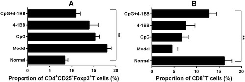 Figure 4 CpG-ODN combined with the anti-4-1BB antibody reduced the proportion of Tregs and increased the proportion of CD8+ T cells among mouse spleen lymphocytes. (A) The proportion of Tregs in the spleen lymphocyte population of the model group was higher than that of the normal group, which was the result of tumor growth. The proportions of Tregs in the spleen lymphocyte populations in the CpG and 4-1BB groups were lower than the proportion in the model group, which was the result of immunotherapy. The 4-1BB group was lower than the CpG group. The proportion of Tregs in the CpG+4-1BB group was lower than that in the CpG group and the 4-1BB group, which was the result of adding the anti-4-1BB antibody. (B) This figure shows the results for the proportion of CD8+ T cells in the spleen lymphocyte population. The model group had a lower proportion than the normal group. Both the CpG group and the 4-1BB group had higher proportions than higher than the model group and the 4-1BB group was higher than the CpG group. The proportion in the CpG+4-1BB group was higher than that in the CpG group and the 4-1BB group. **Data results were analysed by ANOVA; P< 0.001, n = 10 mice.