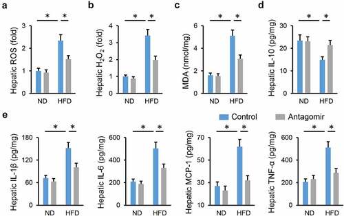 Figure 2. miR-665-3p antagomir reduces HFD-induced hepatic oxidative stress and inflammation. (a) Hepatic ROS levels determined by DCFH-DA probe. (b) H2O2 levels in the liver. (c) MDA levels in the liver. (d-e) Hepatic IL-1β, IL-6, MCP-1, TNF-α and IL-10 levels determined by the commercial ELISA kits. All results were expressed as the means ± standard deviations, n = 6 for each group, and *P < 0.05 was considered statistically significant.