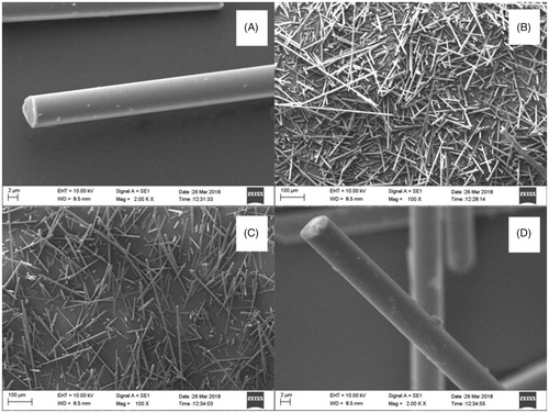 Figure 7. SEM micrographs of non-silanized (A: ×100 magnification, scale bar = 100 µm; B: ×2000 magnification, scale bar = 2 µm) and silanized fibers (C: ×100 magnification, scale bar = 100 µm; D: ×2000 magnification, scale bar = 2 µm) after being mixed with cement liquid followed extraction.