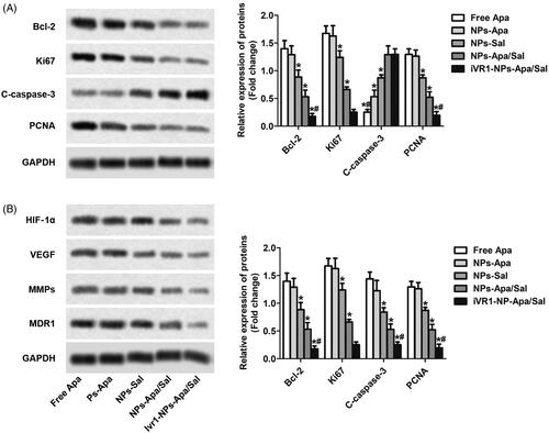 Figure 5. Sal enhanced the chemotherapy effect of Apa through inducing cell apoptosis and reprograming the tumor hypoxia environment. (A) The levels of pro-apoptotic factors Bcl-2 and C-caspase-3, and proliferation factors ki67 and PCNA in MKN-45/MDR cells after various treatments determined by Western-blot analysis. (B) The expression of HIF-1α, VEGF, MMPs, and MDR1 post different treatments were investigated by Western-blot assay. *p < 0.05, significantly lower than the cells treated with free Apa. #p < 0.05, significantly lower than the cells treated with NPs-Sa.