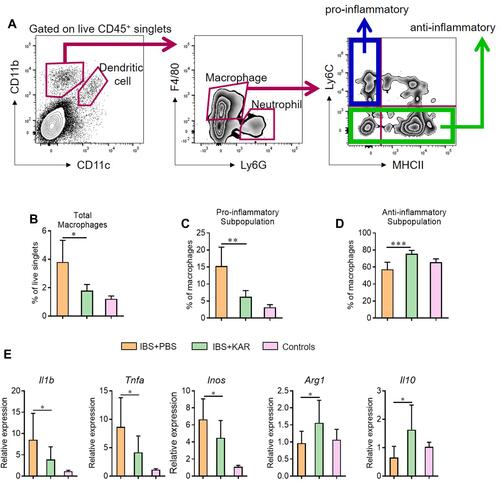 Figure 2 KAR mediates macrophage phenotype in the colon of mice with IBS. IBS mouse model was established and KAR was administrated as described in Figure 1. Colonic macrophages were determined by flow cytometry. (A) Gating strategy. (B) The frequencies of total macrophages (CD45+ CD11b+ CD11c− Ly6G− F4/80+), (C) pro-inflammatory subpopulation (CD45+ CD11b+ CD11c− Ly6G− F4/80+ Ly6C+ MHCII−), and (D) anti-inflammatory subpopulation (CD45+ CD11b+ CD11c− Ly6G− F4/80+ Ly6C−) were presented in bar charts. (E) Colonic macrophages were sorted by flow cytometry and their transcript expression levels of IL-1β, TNF-α, iNOS, Arg1 and IL-10 were measured by qRT-PCR. *P < 0.05, **P < 0.01, ***P < 0.001, one-way analysis of variance (ANOVA). n = 8 mice in each group. Representative results from one of three independent experiments were shown.