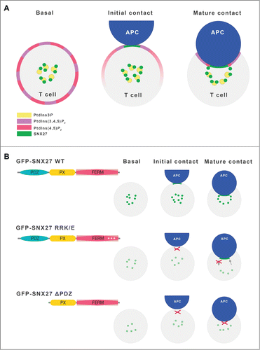 Figure 2. SNX27 and phophoinositide lipid dynamics during immune synapse formation. (A) Scheme of lipid dynamics and SNX27 partitioning during IS formation. In basal conditions, SNX27 localizes to the PtdIns3P-enriched ERC. Initial contact of the Jurkat T cell with antigen-loaded APC triggers SNX27 accumulation at the T cell-APC contact area simultaneously with PtdIns(3,4,5)P3 production from PtdIns(4,5)P2. Formation of a mature supramolecular adhesion complex (SMAC) comprises lipid segregation to central, peripheral and distal SMAC, maintaining focal points of adhesion and endo/exocytosis by recruitment of lipid-binding proteins. (B) Summary of our proposed models for SNX27 FERM and PDZ mutant behavior during IS formation. The structure of GFP-tagged constructs used is shown, and their partitioning is represented in green. For details, see text.