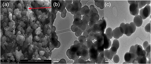 Figure 2. TEM images of (a) CNS (pristine), (b) oxidized CNS and (c) conjugated CNS.