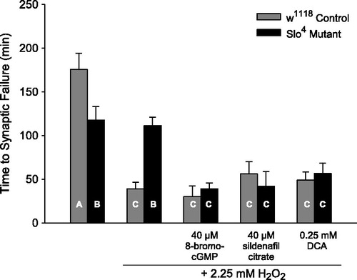 Figure 3. PKG functions independently of BK channels to protect synaptic function from H2O2 exposure. PKG activation using 40 µM 8-bromo-cGMP [one-way ANOVA, F(9, 53) = 13.24, p < .001] and 40 µM sildenafil citrate [p < .001] in Slo4 mutant larvae significantly decreases time to synaptic failure during acute oxidative stress. Activation of PKG with 40 µM 8-bromo-cGMP [p = .651] and 40 µM sildenafil citrate [p = .313] does not alter time to synaptic failure in w1118 control larvae. Activation of voltage-gated K+ channels using 0.25 mM DCA in w1118 control larvae does not alter time to synaptic failure during acute oxidative stress [p = .561]. Application of 0.25 mM DCA to Slo4 mutant larval preparations decreases time to synaptic failure during oxidative stress [p < .05]. Vertical bar chart is shown as mean ± SEM. n = 5–9 preparations per group.