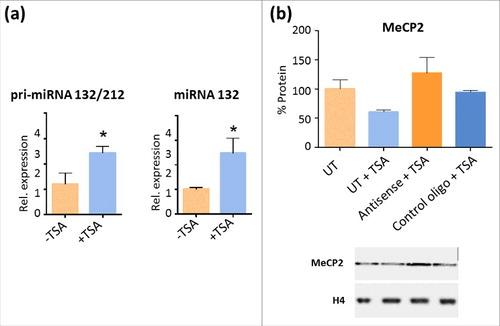 Figure 6. TSA treatment increases miR132 levels and affects MeCP2 protein levels in NIH/3T3 cells (a) Unprocessed pri-miR132/212 and mature miR132 transcription increases in TSA treated NIH/3T3 cells. Values were collected via quantitative RT-PCR. Data presented as mean ± SEM of 3–5 independent experiments. Mann-Whitney tests were used to calculate significance; * P value <0.05, **P value <0.01, ***P value <0.001. (b) Densitometric analysis and representative WB showing MeCP2 protein levels after transfection of NIH/3T3 with an LNA oligonucleotide against miR132 MRE located in the 3′UTR of MeCP2 mRNA and a LNA oligonucleotide control upon TSA treatment.