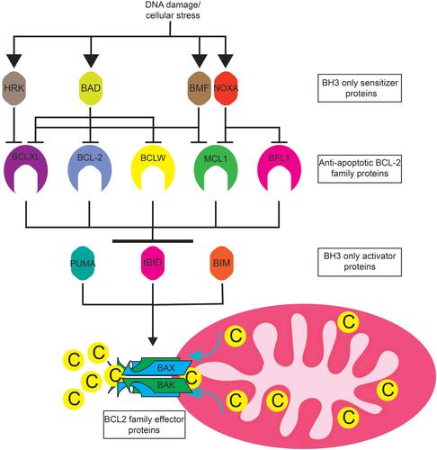 Figure 1 BCL-2 family protein interactions. DNA damage and cellular stress such as that caused by DNA damaging agents or proteosome inhibitors induce the expression of apoptotic sensitizers HRK, BAD, NOXA, BMF, and BIK (not pictured). These proteins selectively bind to and inhibit the anti-apoptotic BCL2 family members BCLXL BCL2, BCLW, MCL1, and BFL1. Anti-apoptotic BCL2 family proteins sequester apoptotic activator proteins PUMA, tBID, and BIM. Free apoptotic activators induce the oligomerization of apoptotic effectors BAK and BAX at the mitochondrial membrane. BAK and BAX oligomerization causes mitochondrial outer membrane permeabilization and the release of cytochrome C into the cytosol resulting in apoptosome formation and caspase activation.