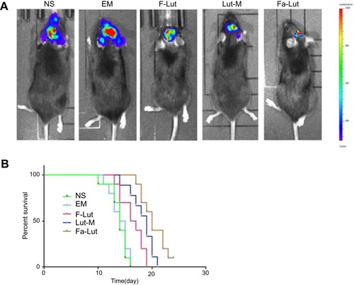 Figure 9 Bioimaging analysis of the GL261 in situ mouse model. (A) Intracerebral gliomas were observed by using fluorescent markers. Fa-Lut is more effective in inhibiting tumors than other groups. (B) Life survival time assessment. F-lut, lut-M and Fa-lut prolonged the lifespan of mice, while mice in the Fa-lut group survived longer.