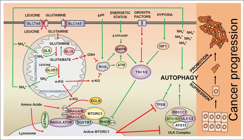 Figure 3. Regulation of autophagy by the MTORC1 signaling pathway in cancer cells. Glutamine is taken up by cells through the transporter SLC1A5. In addition, the antiporter SLC7A5 effluxes glutamine to introduce leucine inside of the cells. Leucine activates GLUD1 (glutamate dehydrogenase 1) allosterically, to promote the production of αKG and the activation of MTORC1 in a EGLN-dependent manner. MTORC1 integrates several inputs, most of them converging in the activation/repression of the TSC1-TSC2 complex, which inhibits RHEB and thus MTORC1. Glutaminolysis activates RRAG proteins, which promote the translocation of MTORC1 to the surface of the lysosome where MTORC1 interacts with its coactivator RHEB. Active MTORC1 induces the phosphorylation of both ULK1 and TEFB to inhibit autophagy. In addition, glutamate, a precursor of GSH (glutathione), along with αKG counteracts ROS levels to inhibit the activation of autophagy mediated by ATM, AMPK, and TSC upstream of MTORC1. Autophagy plays a dual role in cancer: while in early stages autophagy suppresses tumor progression by the removal of damaged cellular components, autophagy promotes the growth and survival of established tumors by providing nutrients and energy at later stages. Green arrows indicate processes that result in autophagy activation; red arrows indicate processes that result in autophagy inhibition.