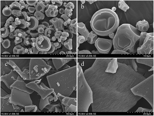 Figure 1. Micrographs of rose anthocyanin microcapsules with GA and MD by spray-drying and freeze-drying. (a): spray-dried powders (magnification of 2000×); (b): spray-dried powders (magnification of 5000×); (c): freeze-dried powders (magnification of 1000×); (d): freeze-dried powders (magnification of 2000×)