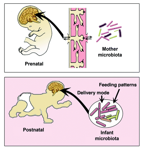 Figure 2. Gut microbiota-to-Brain communications during prenatal and postnatal development.