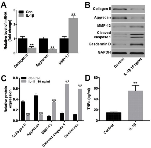 Figure 2 IL-1β induced extracellular matrix degradation in CHON-001 cells. CHON-001 cells were treated with IL-1β (10 ng/mL) for 72 hrs. (A) The levels of collagen II, aggrecan and MMP-13 in CHON-001 cells were detected using qRT-PCR. (B) Expression levels of collagen II, aggrecan, MMP-13, cleaved caspase 1 and Gasdermin D in CHON-001 cells were detected with Western blotting. GAPDH was used as an internal control. (C) The relative expressions of collagen II, aggrecan, MMP-13, cleaved caspase 1 and Gasdermin D were quantified via normalization to GAPDH. (D) The production of TNF-α was measured with ELISA. **P < 0.01 compared with control group.