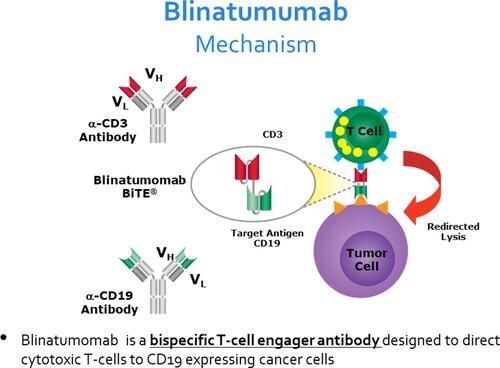 Figure 2 Figure showing the mechanism of action of blinatumomab, a bispecific single-chain antibody construct with dual specificity for CD19 and CD3. The simultaneous binding of blinatumomab to the B-ALL blast cells and the cytotoxic T cells brings the two cells in close proximity and induces T-cell activation with subsequent cytotoxicity directed against CD19 positive cells. From Bargou Bargou R, Leo E, Zugmaier G, et al. Tumor regression in cancer patients by very low doses of a T cell engaging antibody. Science. 2008;321(5891):974–977. doi:10.1126/science.1158545. Reprinted with permission from AAAS.Citation27